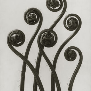 Blossfeldt sköna ting Poster