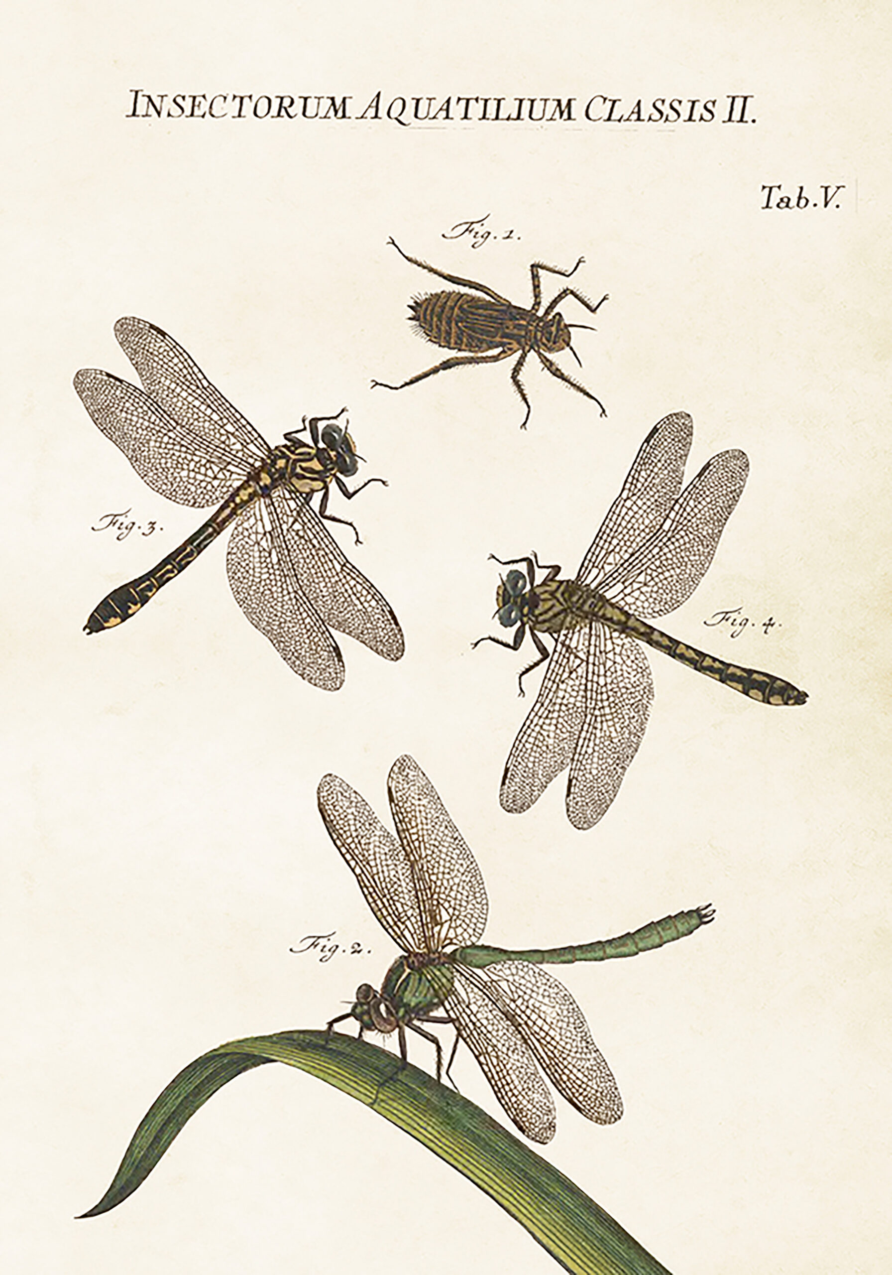 Sköna ting poster slända