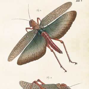 Sköna ting butterfly poster