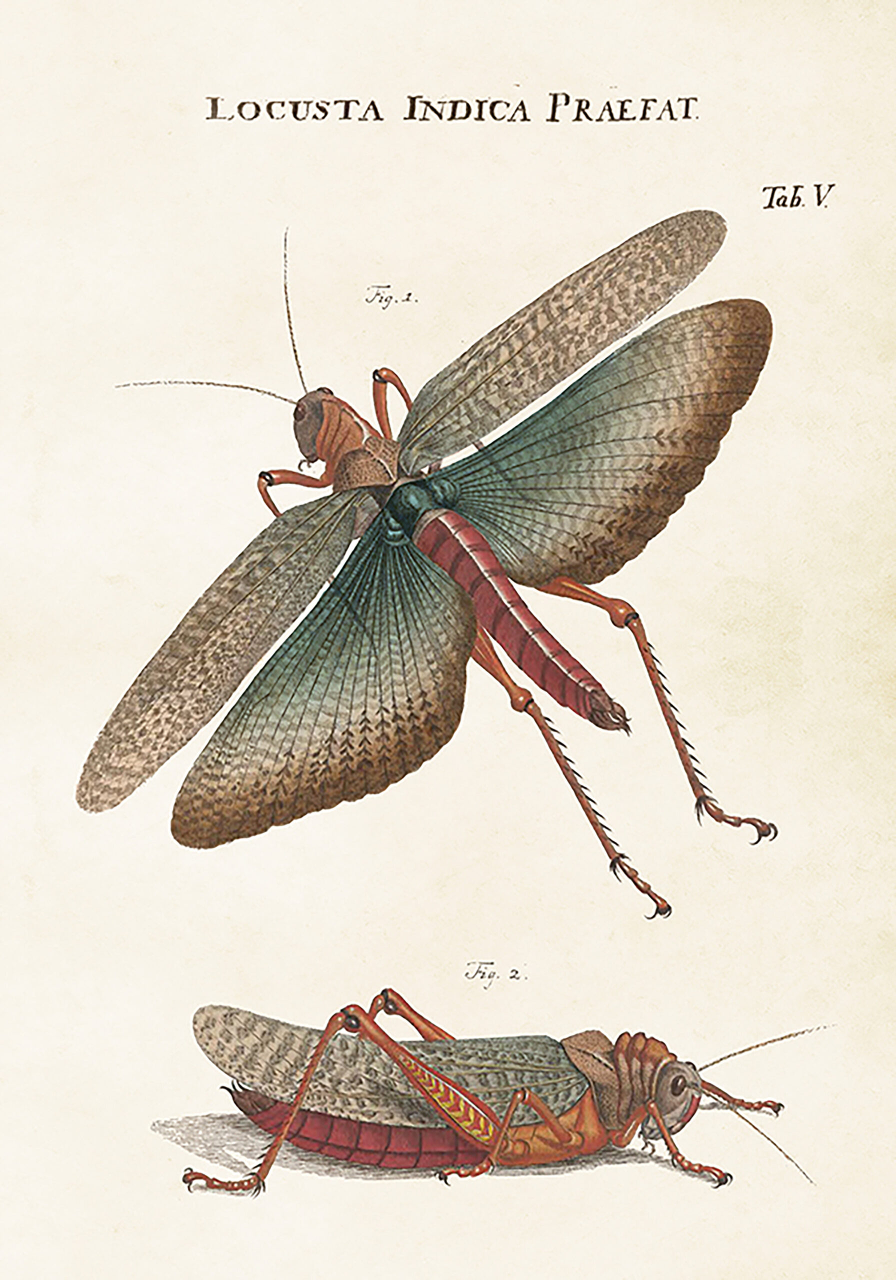 Sköna ting butterfly poster