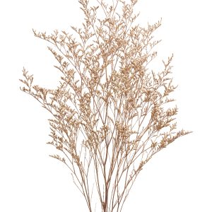Softdream flora konserverad blomma torkad växt