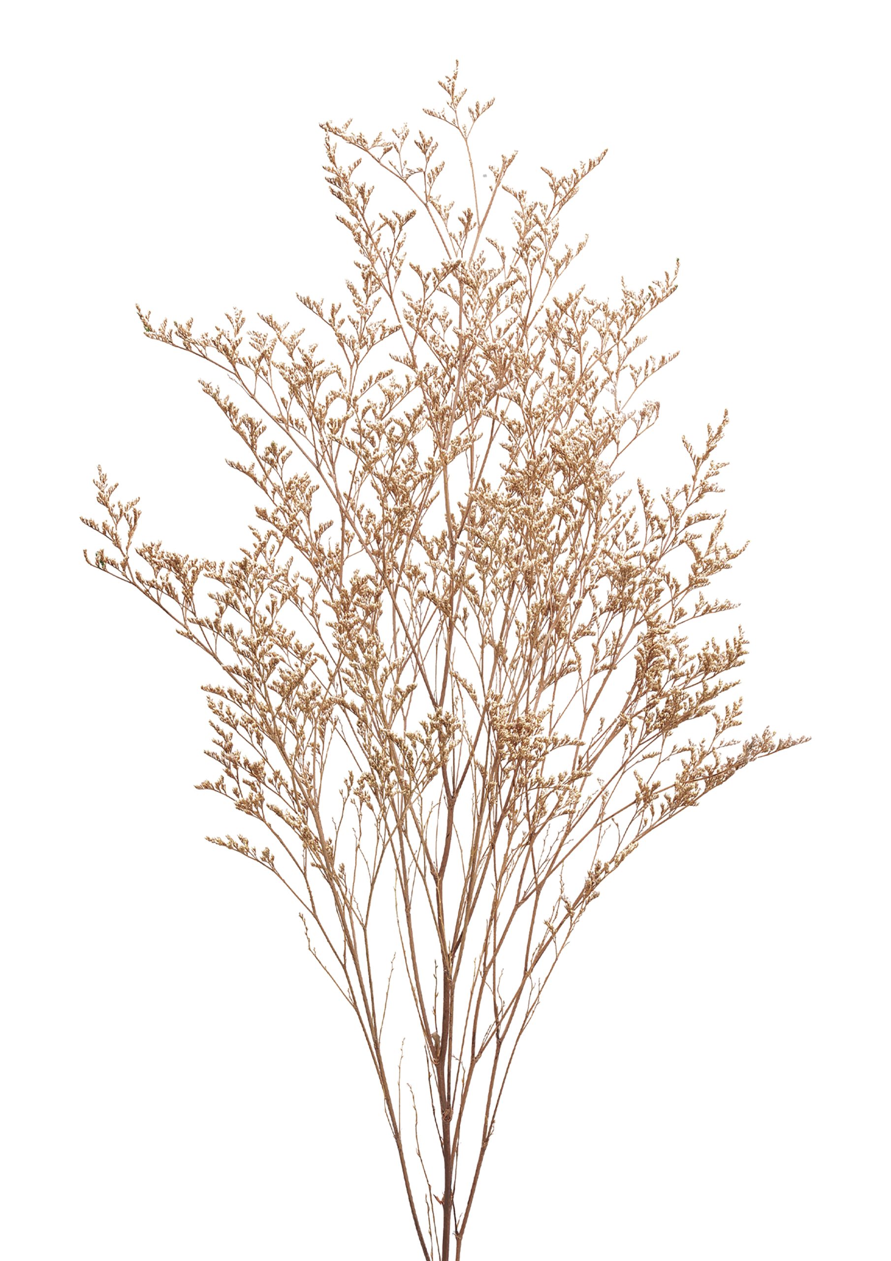 Softdream flora konserverad blomma torkad växt