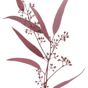 Softdream Flora Eucalyptus Saligna