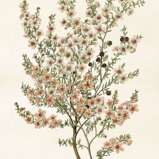 Sköna ting poster rosa blomma