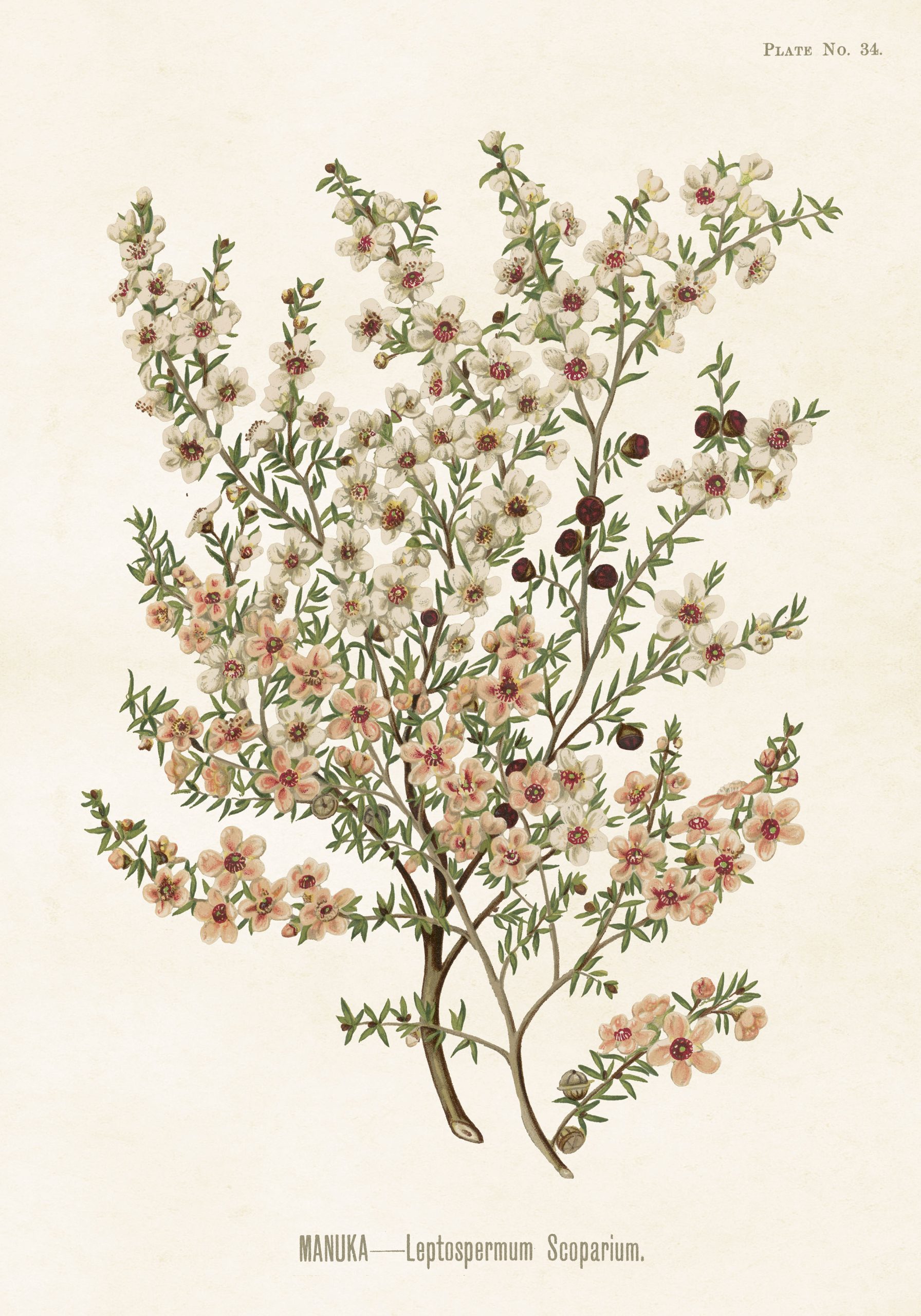Sköna ting poster rosa blomma