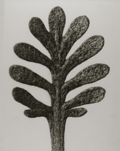 KortAchillea umbellata