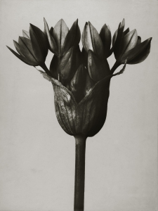 KortAllium ostrowskianum