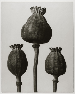 KortPapaver orientale