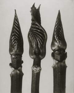 KortHydrangea arborescens