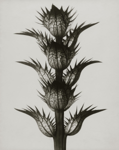 Posters Acanthus mollis