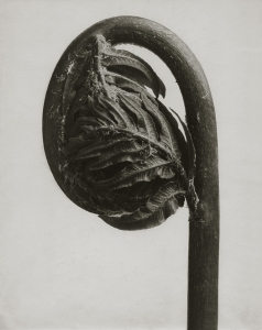 Posters Osmunda regalis