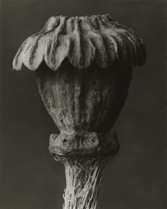 Posters Papaver orientale