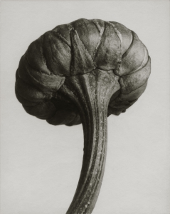 Posters Chrysanthemum leucanthemum, 