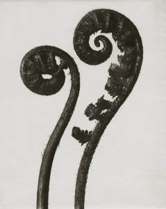 Posters Dryopteris filix