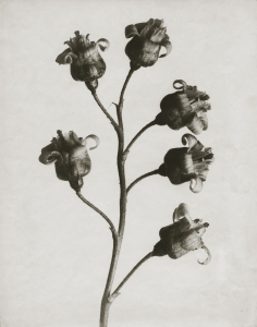 Posters Ribes nigrum