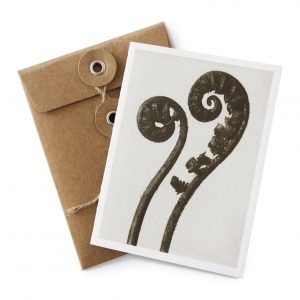 Litet kort Dryopteris filix