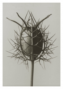 Kort Nigella demascena