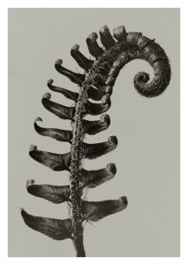 Kort Polystichum munitum