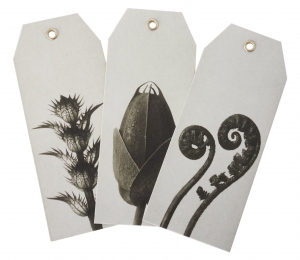 Hangtags Acanthus mollis, Cosmos Bepinnatus, Dryopteris filix