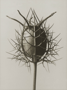 Posters Nigella demascena