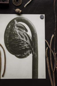 Miljöbild Osmunda regalis