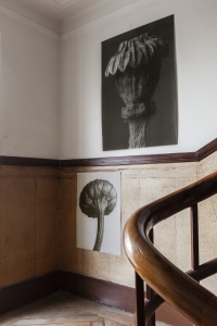 Miljöbild   Chrysanthemum leucanthemum, Papaver orientale