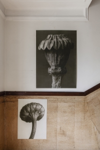 Miljöbild  Chrysanthemum leucanthemum, Papaver orientale