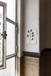 Miljöbild Ribes nigrum 