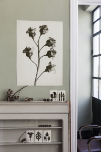 Miljöbild Ribes nigrum