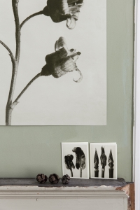 Miljöbild Ribes nigrum, Hydrangea arborescens