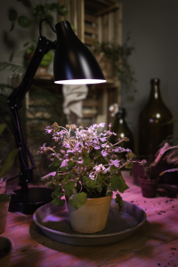 2501 LEDVANCE Star Grow 1
