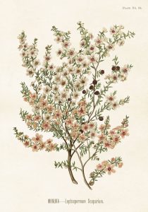 Histoire naturelle : Les insectes