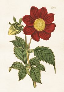 Histoire naturelle : Les insectes