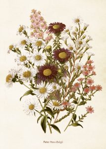 Histoire naturelle : Les insectes
