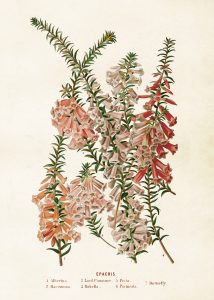 Histoire naturelle : Les insectes