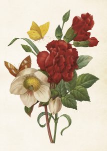Histoire naturelle : Les insectes