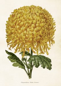 Histoire naturelle : Les insectes