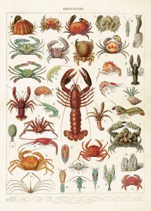 Histoire naturelle : Les insectes