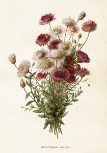 Histoire naturelle : Les insectes