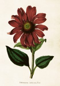 Histoire naturelle : Les insectes