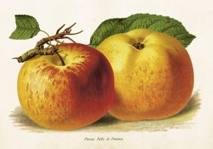 Histoire naturelle : Les insectes