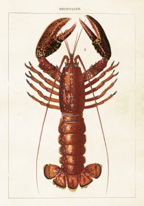Histoire naturelle : Les insectes