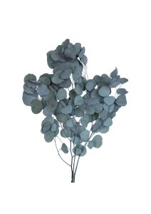 Eucalyptus-Poplus-Paynes-Green