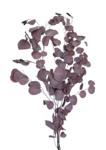 Eucalyptus-Poplus-morkrod