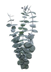 Eucalyptus-Stuartiana-Paynes-Green1