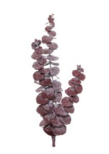 Eucalyptus-Stuartiana-Sienna2