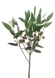 Eucalyptus-robusta-Asparagus