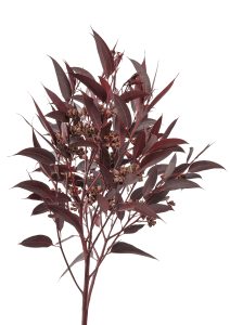 Eucalyptus-robusta-morkrod