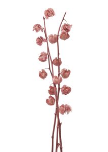 Japansk-lykta-Bittersweet-Shimmer