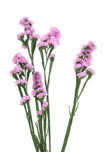 Limonium-Statice-2